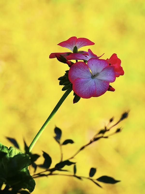 FLOR DO CAMPO 02