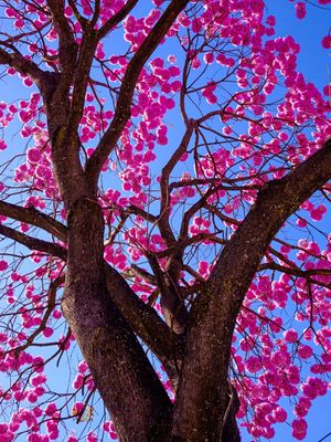 IPÊ ROSA - 1