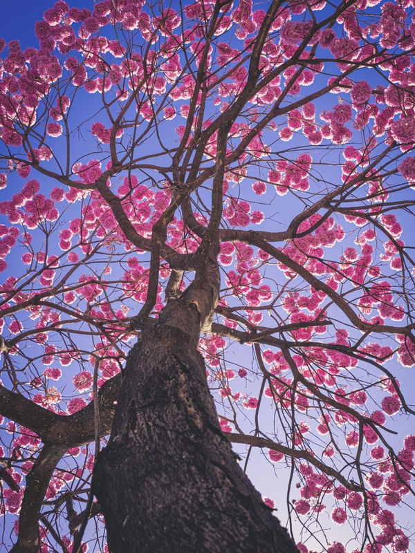 IPÊ ROSA - 2