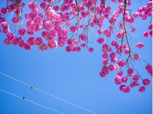 IPÊ ROSA - 4
