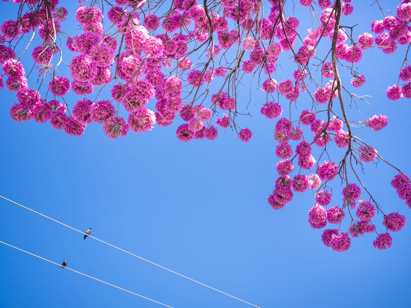 IPÊ ROSA - 4