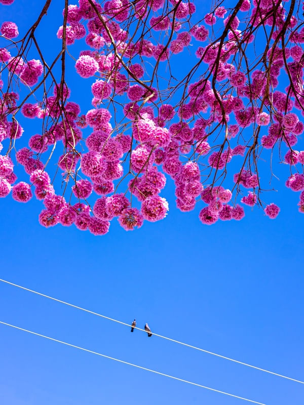 IPÊ ROSA - 5