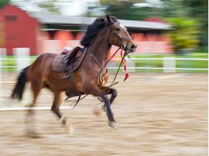 CAVALO CORRENDO EM LIBERDADE