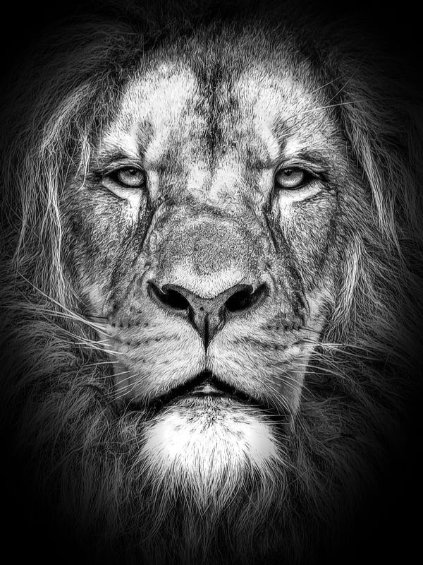 THE KING OF THE KINGS