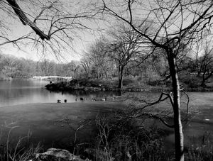 CENTRAL PARK IN THE WINTER