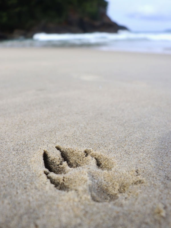 LITTLE DOG FOOTPRINT