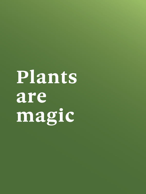FRASE DE PLANTA X