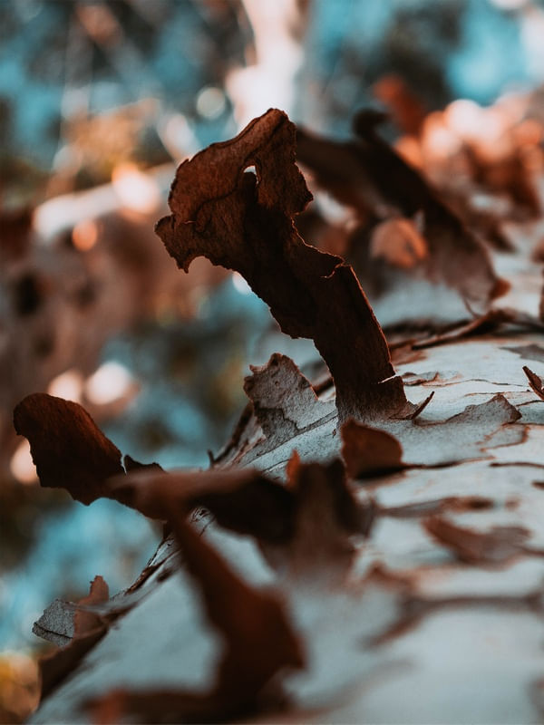 EUCALYPTUS