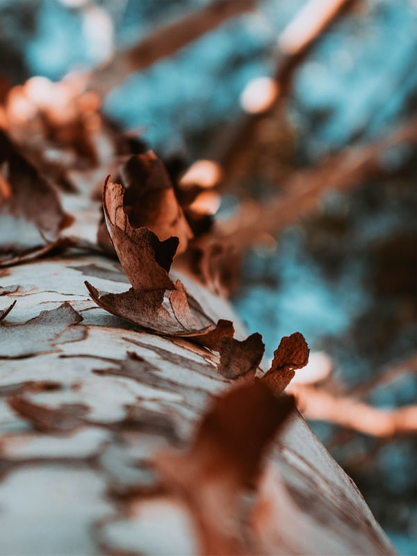 EUCALYPTUS 2