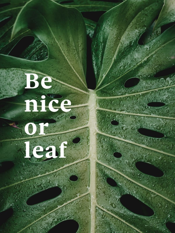 FRASE DE PLANTA XVI