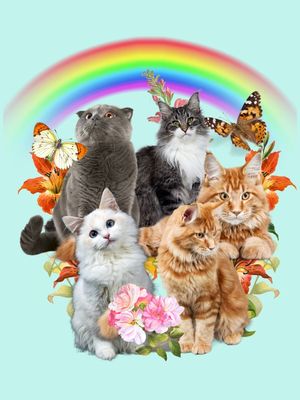 PARAÍSO GATOS