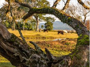 PAISAGEM DE CAMPO EMOLDURADA COM TRONCO SECO