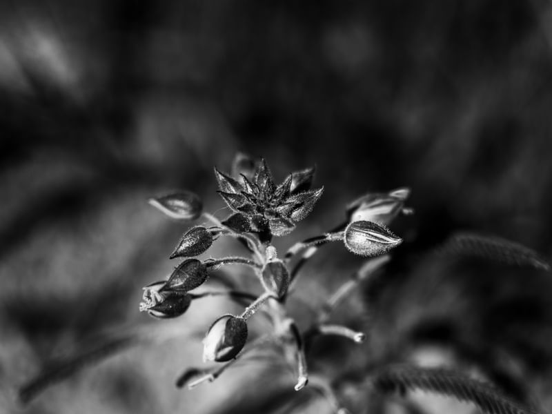 FLOR DO CERRADO 4