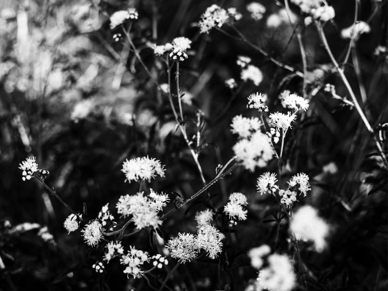 FLOR DO CERRADO 6