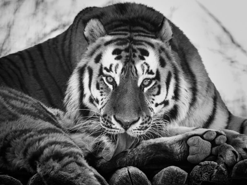 TIGRE PB