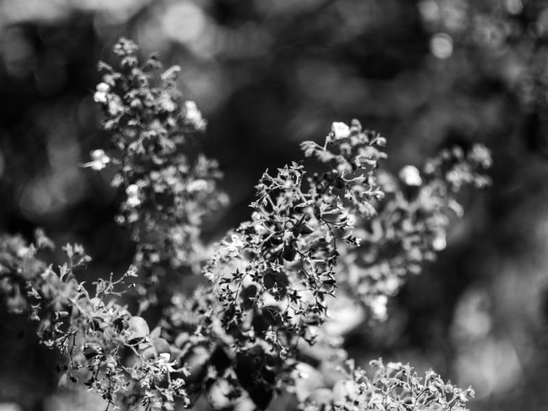 FLOR DO CERRADO 1