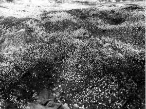 MUSGO DE CAICHOEIRA