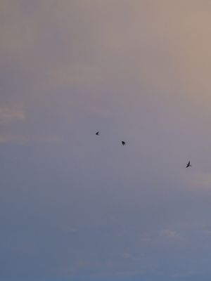 CÉU DE ÍCARO - DÍPTICO 01