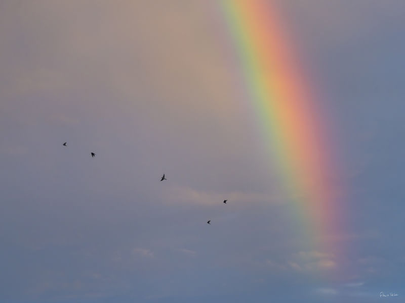 CÉU DE ÍCARO