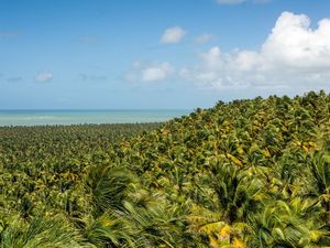 IMENSIDÃO DE COQUEIROS E MAR AZUL