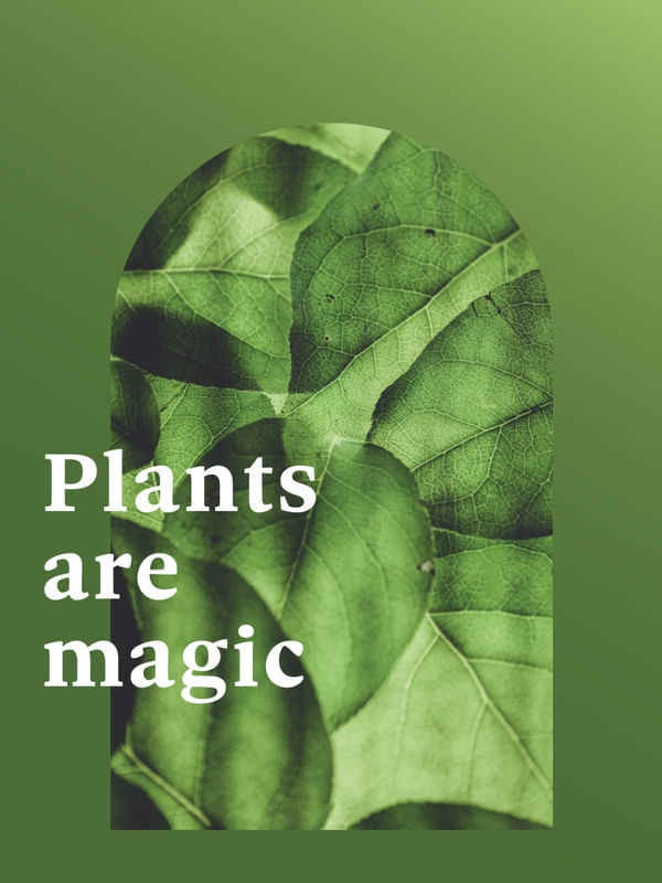 FRASE DE PLANTA XXXXIX