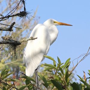 MAJESTOSA GARÇA BRANCA