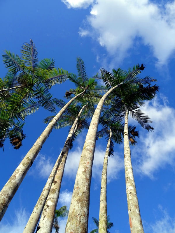 AÇAIZAL AO CÉU