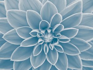 FLOR TELA CHEIA 1