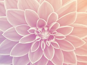 FLOR TELA CHEIA 2