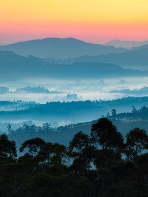EUCALIPTOS E NASCER DO SOL