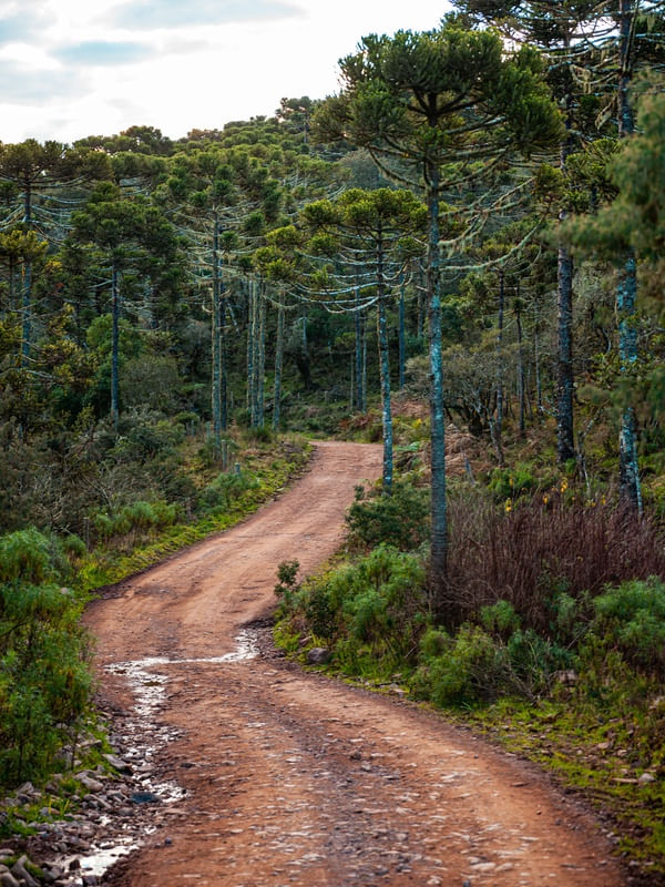 ESTRADA DAS ARAUCÁRIAS LL