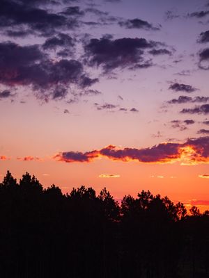 LINDO PÔR DO SOL COM PINHEIROS