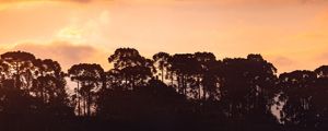 ARAUCÁRIAS E PÔR DO SOL EM URUBICI