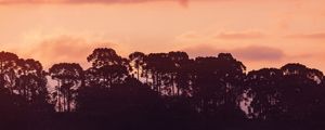ARAUCÁRIAS E PÔR DO SOL EM URUBICI LLL