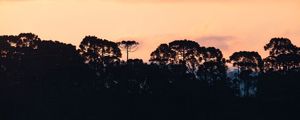 ARAUCÁRIAS E PÔR DO SOL EM URUBICI V