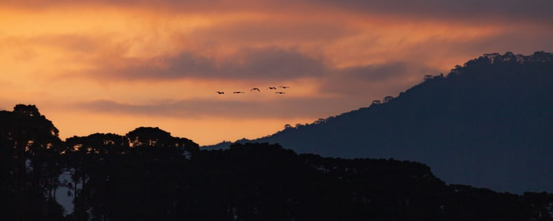 PÁSSAROS VOANDO AO PÔR DO SOL