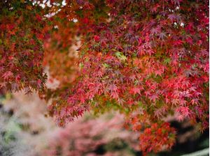 OUTONO FOLHAS VERMELHAS KYOTO