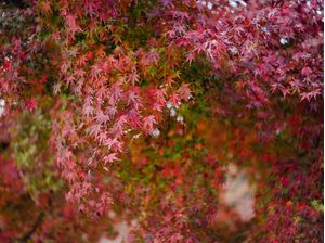 OUTONO FOLHAS VERMELHAS KYOTO 2