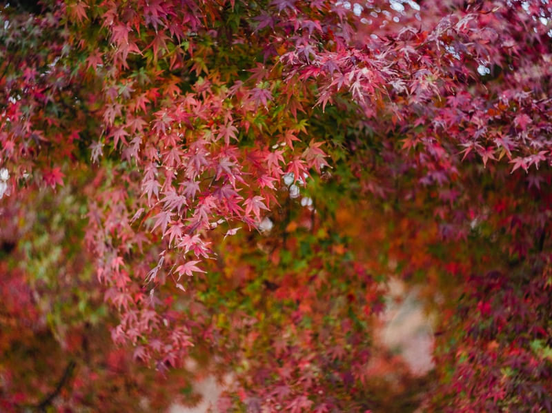 OUTONO FOLHAS VERMELHAS KYOTO 2