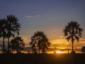 POR DO SOL CARNAÚBAS DAS PLANÍCIES