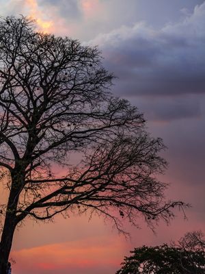 CÉU DE TERESINA - ÁRVORE CAJÁ