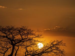 IPÊ SOBRE O SOL - TERESINA