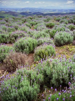 CAMPO DE LAVANDA