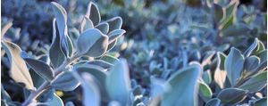 FLOR E SOL II