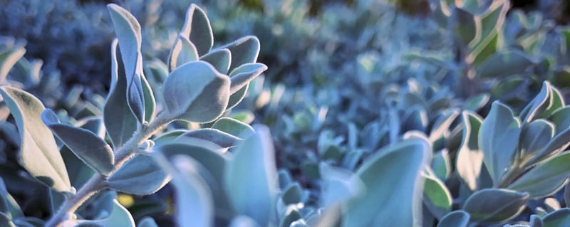 FLOR E SOL II