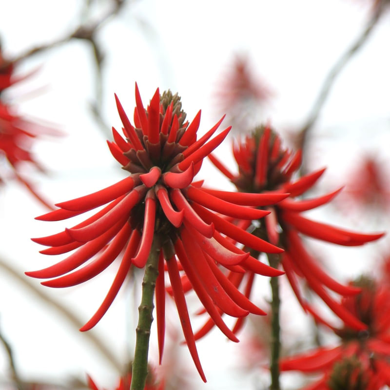 PLANTA COM FLOR VERMELHA