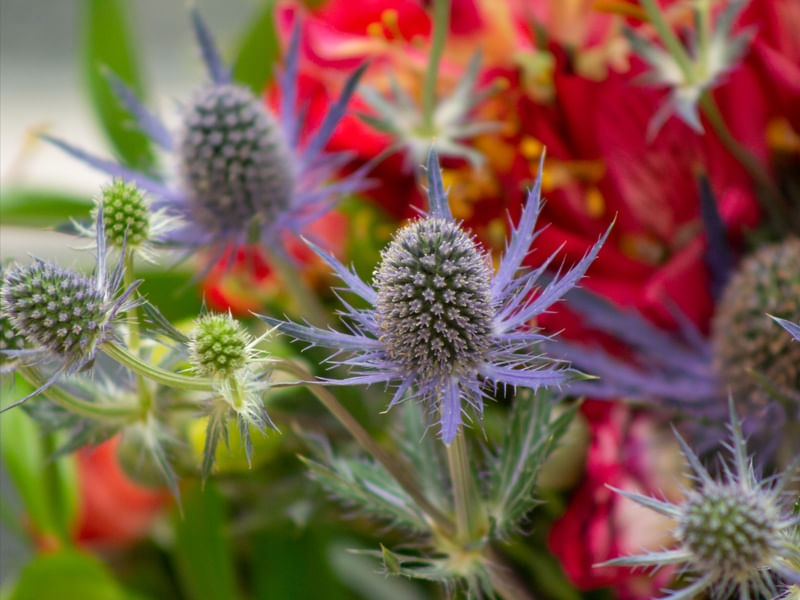 TEXTURA EM FLOR