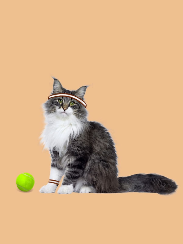 GATO ESPORTE