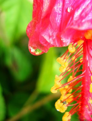 FLOR E GOTA