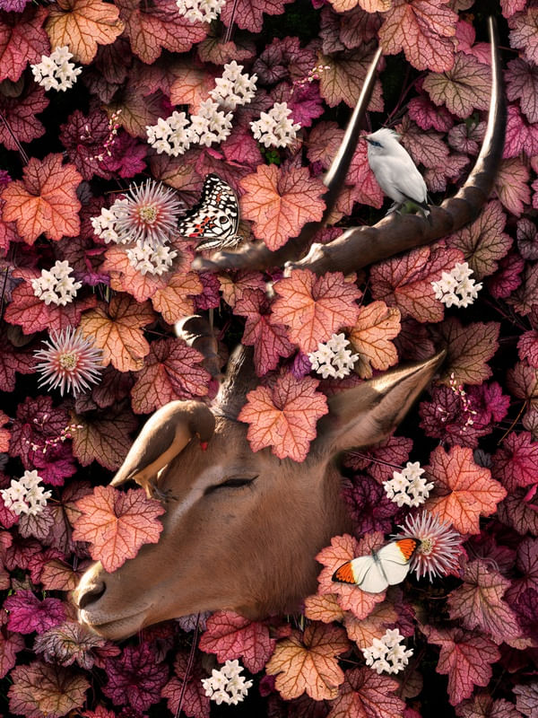 ANTILOPE NO PARAISO